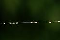 Araneus_ZZXYX_D6107_Z_81_Les Gris_Frankrijk